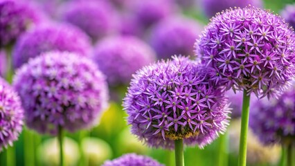 Obraz premium Spherical clusters of small purple flowers