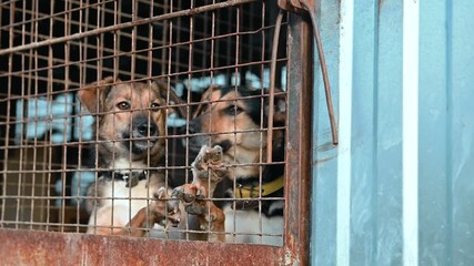 Dog in a cage. Sad dog waiting for adoption in a shelter. Portrait of homeless dog in animal shelter cage. - Powered by Adobe