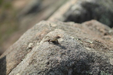 lagarto caminhasndo em pedras 