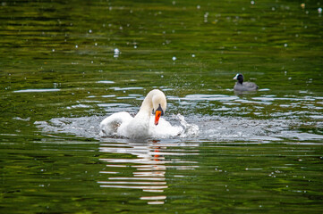 Weißer Schwan beim Baden im Wasser