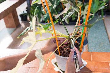 The man cutting top of Philodendron golden dragon for plant
