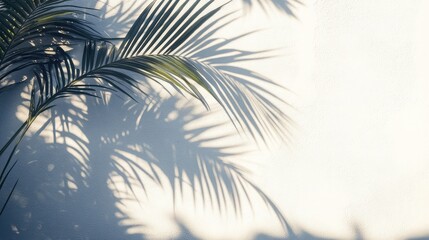 Shadow of palm leaves on a white wall with early morning sunlight, soft light effect