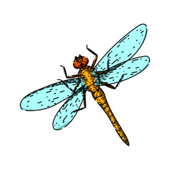 nature dragonfly hand drawn. pond predator, aquatic biodiversity, ecosystem larvae nature dragonfly vector sketch. isolated color illustration