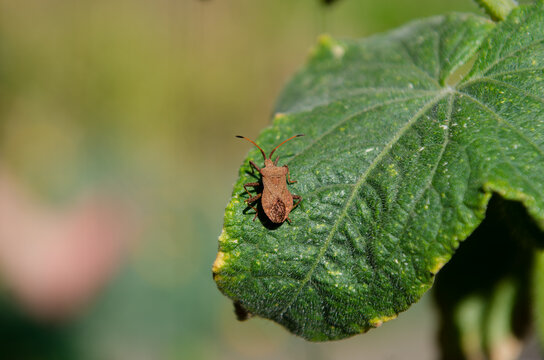 Coreus marginatus Sorrel bug