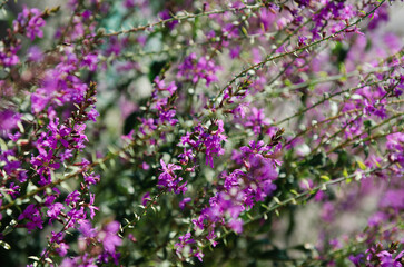 Obraz premium pink loosestrife plant