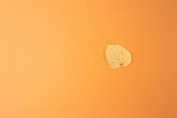 one yellow autumn leaves top view on orange background, step in creative process of making flat lay...