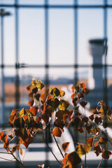  [KOBE]Airports where you can see airplanes right in front of you, Autumn leaves herald the arrival...