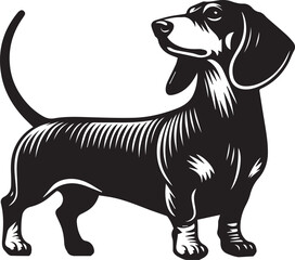 Dachshund dog cute vector
