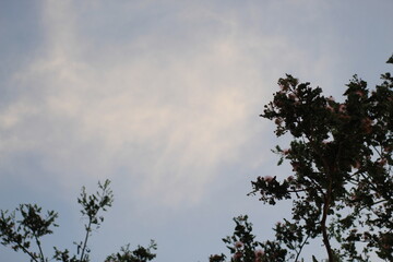 silhouette of trees in the afternoon against a natural blue sky