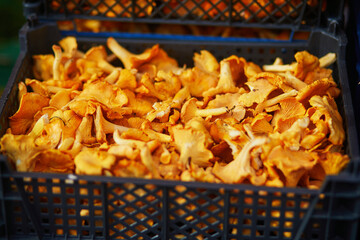 Large heap of fresh ripe organic chanterelle mushrooms on farmer market in Helsinki, Finland.