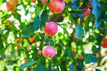 Red ripe organic apples on apple tree branch