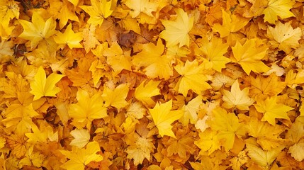 Yellow-orange foliage outdoors
