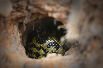 Yellow Anaconda resting coiled inside a hole in riverbank wall