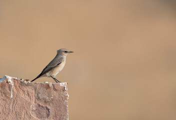 isabelline wheatear (Oenanthe isabellina) at Desert National Park in Rajasthan, India