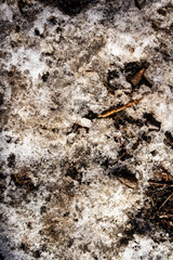 Spring ground covered with thawing snow. Melting ice on dry grass close up.