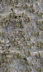 Beautiful close-up of the bark of abies lasiocarpa var. arizonica