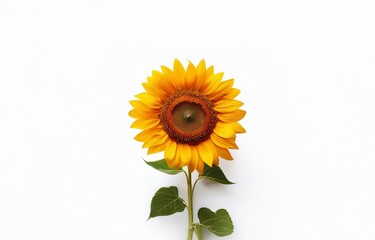 Obraz premium A single sunflower with yellow petals and a brown center is isolated on a white background.