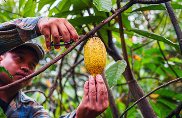 Cocoa farmer use pruning shears to cut the cacao pods or fruit ripe yellow cacao from the cacao...