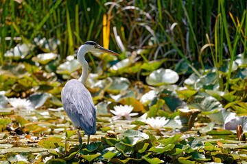 Graureiher im Teich