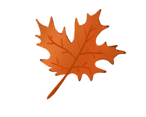 autumn maple leaf
