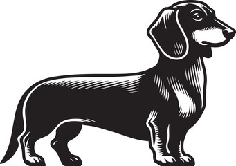 Dachshund dog cute vector