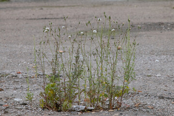 bloomin grass grows through asphalt