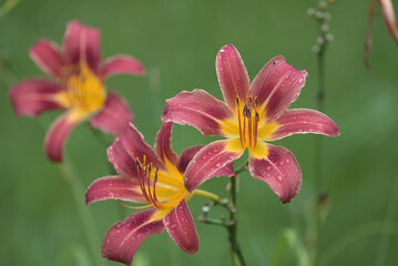 Two purple flowers of the daylilies with raindrops on the green background