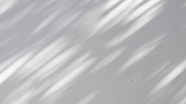 Abstract natural tree leaves shadow on white wall background