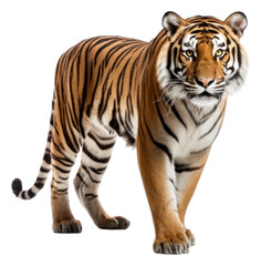 Obraz premium PNG Tiger wildlife standing animal.