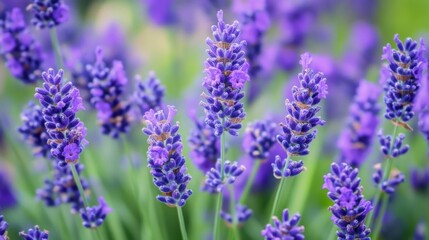 Scented and soothing plants thrive.