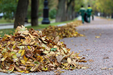 Autumn season, view to fallen leaves on a street in city park