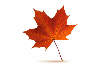 Fototapeta premium Ein einzelnes, rot-gelbes Ahornblatt liegt auf einem hellen Hintergrund, Platz für Text, Generative KI