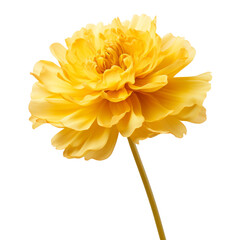 Fototapeta premium mustard flower isolated on white.