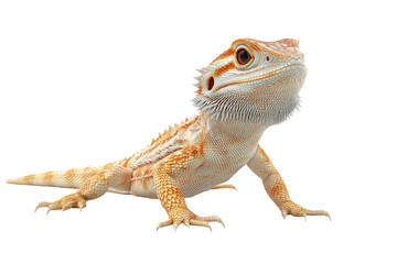 PNG bearded dragon 3d icon, cartoon style minimal on transparent, isolate on white background