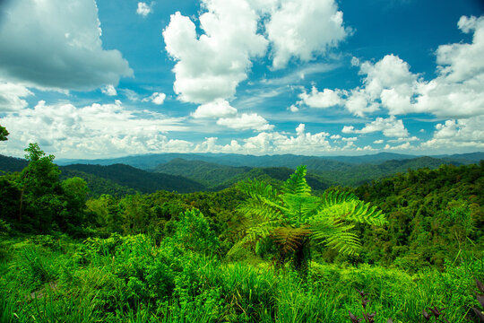 bird eay view green plantation in hill.