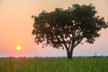 Obraz premium sunset in the field