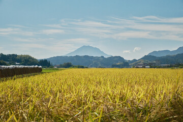 Fototapeta premium 黄金の稲と桜島の風景