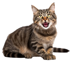 PNG Mammal animal pet cat.