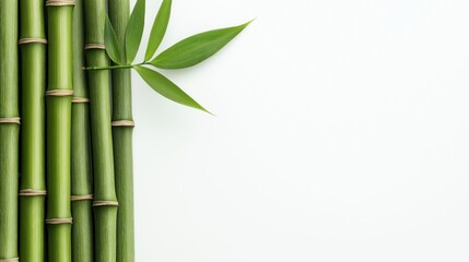 Green bamboo stems with a single branch of leaves on a light background creating a natural and fresh composition