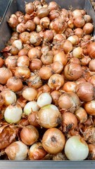 close to a lot of ripe round onions are sold in the supermarket autumn