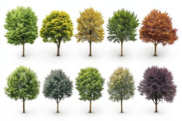 Fototapeta premium Collection of Isolated Trees in Different Seasons and Colors for Design