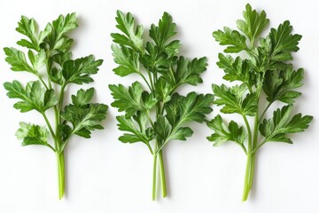 Fresh Green Parsley Sprigs Isolated on White Background