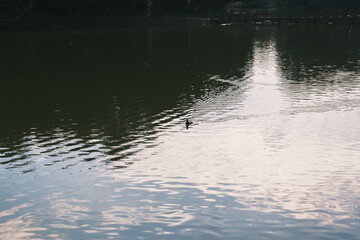  [NARA]A famous shrine surrounded by nature in Nara Prefecture, The beautiful pond is impressive, Kashihara Shrine, Japan