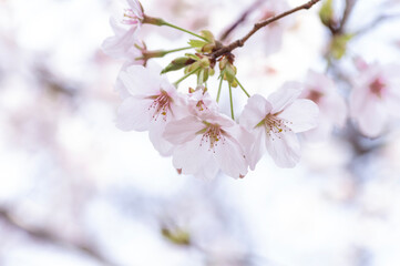 満開の桜