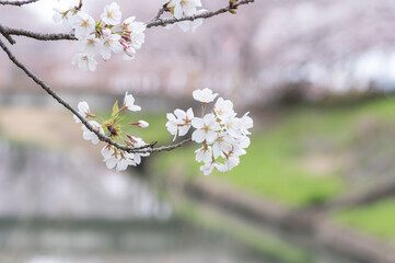 満開になった川沿いの桜並木