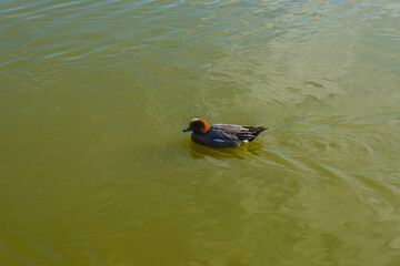  [NARA]A famous shrine surrounded by nature in Nara Prefecture, Ducks swimming freely, Kashihara Shrine, Japan