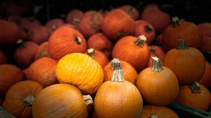 many big round pumpkin sold in supermarket before halloween on black background . many vegetables . vitamins