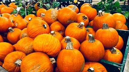 a lot of big round pumpkins are sold in the supermarket before Halloween in big green plastic boxes. a lot of vegetables. vitamins