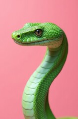 Fototapeta premium A vibrant green tree snake gracefully poses against a soft pink backdrop in a studio setting