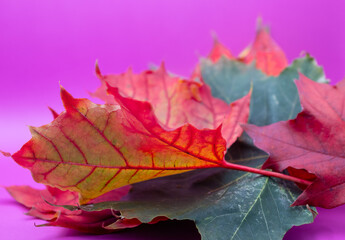 Creative autumn background. Maple leaves on a purple background